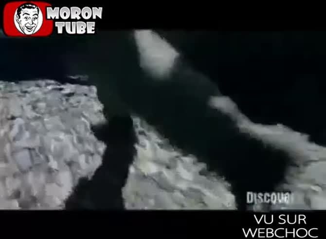 Video :An American station is attempting to convince us of nothing because we are pigeons